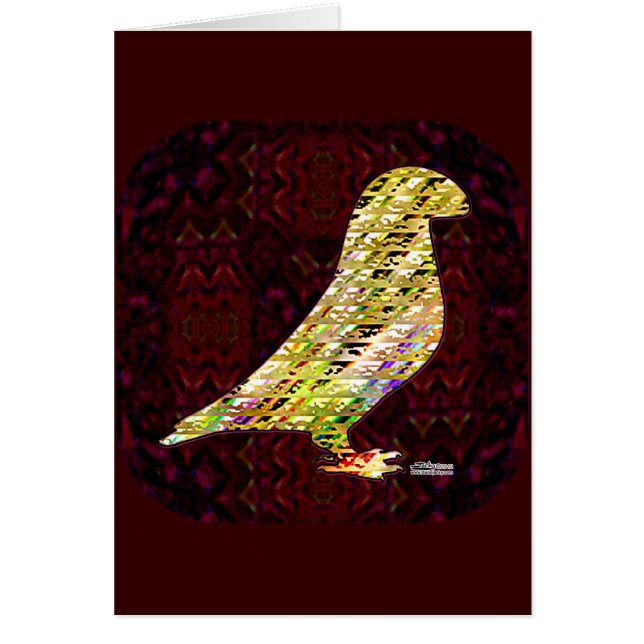 Golden show Racer Pigeon (Devant)