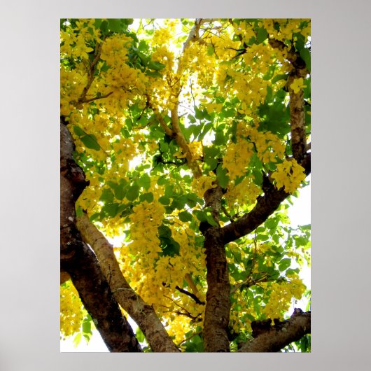 Golden Shower Tree Poster (Voorkant)