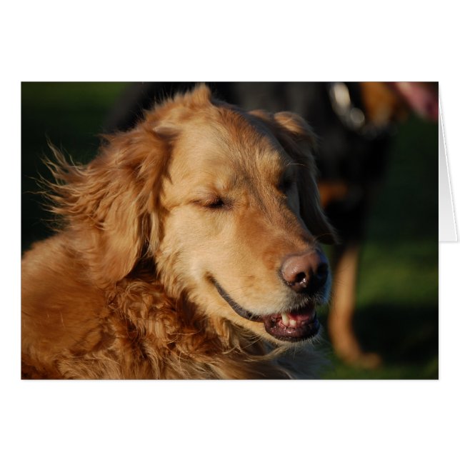 Golden Smile (Devant horizontal)