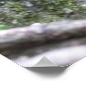 Golden Snub-nosed-aams Poster (Hoek)