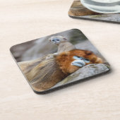 Golden Snub-nosed aap met Baby Bier Onderzetter (Linkerzijde)