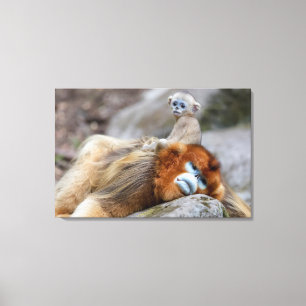 Golden Snub-nosed aap met Baby Canvas Afdruk