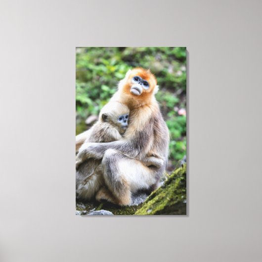 Golden Snub-Nosed aap met Baby Canvas Afdruk (Voorkant)