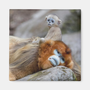 Golden Snub-nosed aap met Baby Magneet