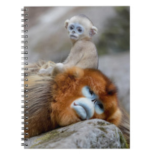 Golden Snub-nosed aap met Baby Notitieboek