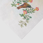 Golden Star-frontlet, ontkoppeling Tissuepapier (Detail)