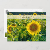 Golden Sunflower Field Hartelijk dank Briefkaart (Voorkant / Achterkant)