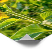 Golden Sunflower Field Poster (Hoek)