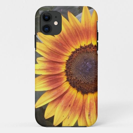 Golden Sunflower iPhone 5 coque (Dos)