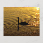 Golden Swan Paper (Voorkant)
