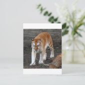 Golden Tabby Tiger 1 Briefkaart (Staand voorkant)