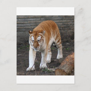 Golden Tabby Tiger 1 Briefkaart