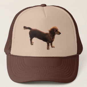 Golden Teckel Trucker Pet