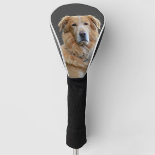 Golden Tetriever geïsoleerde hond Golfheadcover