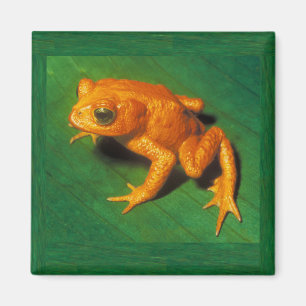 Golden Toad Magnet Magneet