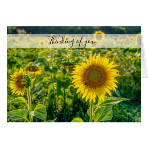 Golden Tournesol En Pensant À Votre Carte