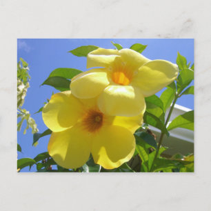 Golden Trumpet Flowers I Briefkaart