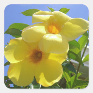 Golden Trumpet Flowers I Vierkante Sticker