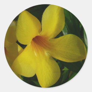 Golden Trumpet Flowers II Tropisch Ronde Sticker