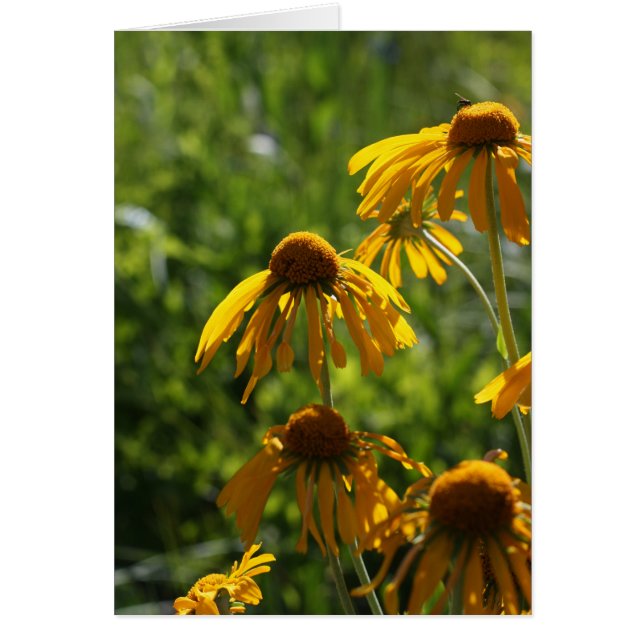 Golden Wildbloemen (Voorkant)