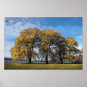 Golden Willows Poster (Voorkant)