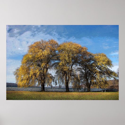 Golden Willows Poster (Voorkant)