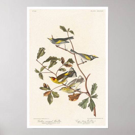 Golden-winged Warbler en Cape May Warbler Poster (Voorkant)