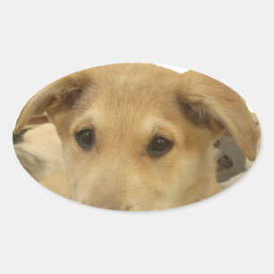 Golden Wisdom: een hondenoog Uitzicht van de schoo Ovale Sticker