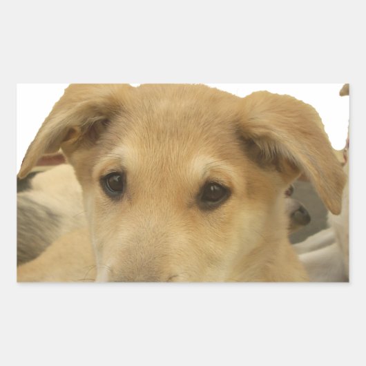 Golden Wisdom: een hondenoog Uitzicht van de schoo Rechthoekige Sticker (Voorkant)