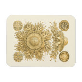 Golden Zee Creats Magneet (Horizontaal)