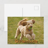 Goldendoedle Dog met Ball Briefkaart (Voorkant / Achterkant)