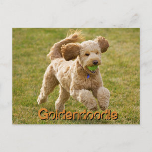 Goldendoedle Dog met Ball Briefkaart