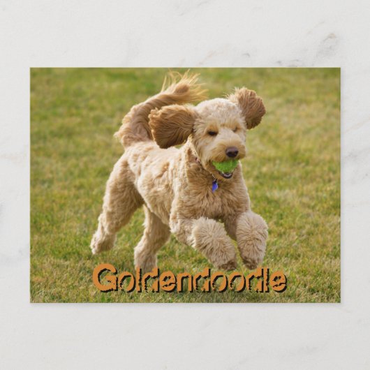Goldendoedle Dog met Ball Briefkaart (Voorkant)