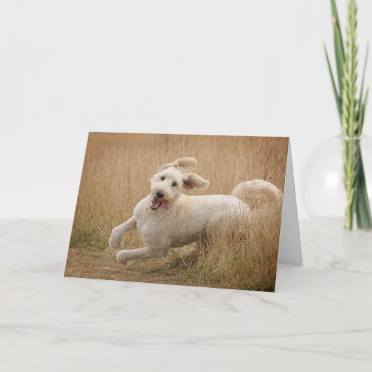 Goldendoedle loopt door gras kaart (Voorkant)