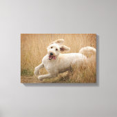 Goldendoedle loopt door Grass Canvas Afdruk (Voorkant)