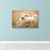 Goldendoedle loopt door Grass Canvas Afdruk (Insitu (Houten vloer))