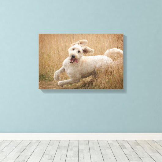 Goldendoedle loopt door Grass Canvas Afdruk (Insitu (Houten vloer))