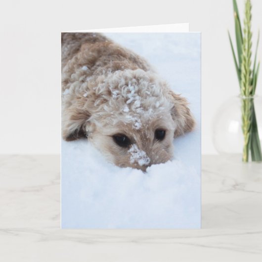Goldendoedle met neus in sneeuw kaart (Voorkant)
