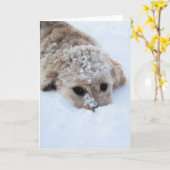 Goldendoedle met neus in sneeuw kaart (Gele Bloem)