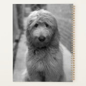 Goldendoedle Puppy in de achtertuin Planner (Achterkant)