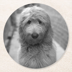 Goldendoedle Puppy in de achtertuin Ronde Kartonnen Onderzetter