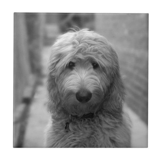 Goldendoedle Puppy in de achtertuin Tegeltje (Voorkant)