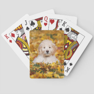 Goldendoedle Puppy in Fall Leaves Pokerkaarten
