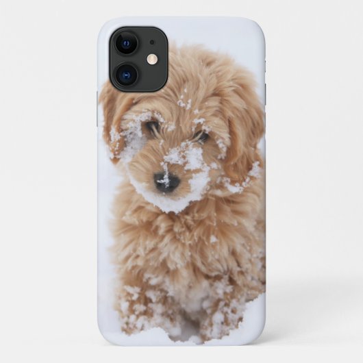 Goldendoedle Puppy met sneeuw op gezicht Case-Mate iPhone Case (Achterkant)