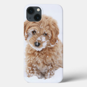 Goldendoedle Puppy met sneeuw op gezicht iPhone 13 Hoesje
