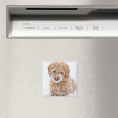 Goldendoedle Puppy met sneeuw op gezicht Magneet (Insitu (Vaatwasser))