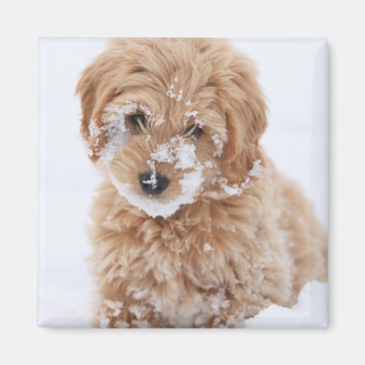 Goldendoedle Puppy met sneeuw op gezicht Magneet (Voorkant)