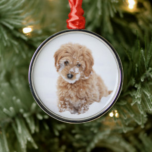 Goldendoedle Puppy met sneeuw op gezicht Metalen Ornament