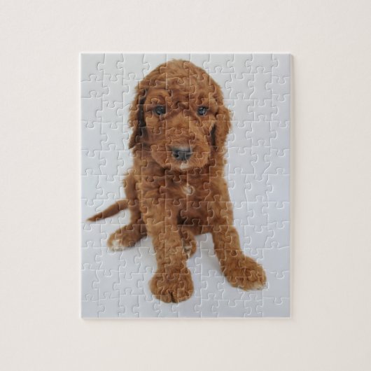 Goldendoedle puppy puzzel legpuzzel (Verticaal)