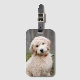 Goldendoedle Puppy Sits in Grass Bagagelabel
